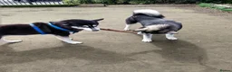 Siberian Husky dogs for stud: Husky Stud  - Advert 11