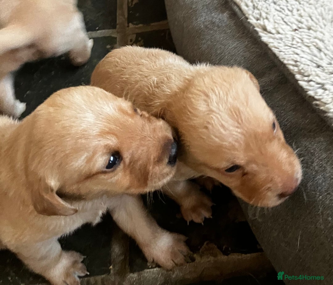 Labrador Retriever dogs for sale: Quality kc Labrador puppies 4 Males Ready Now - Image 15
