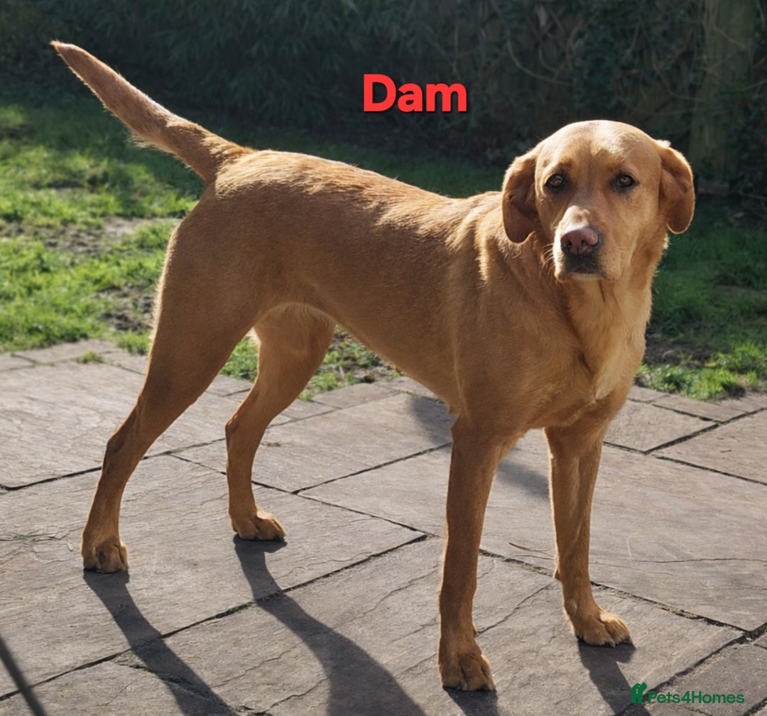 Labrador Retriever dogs for sale: KCReg FoxRed LabradorRetriver Puppies WorkingLines - Advert 9