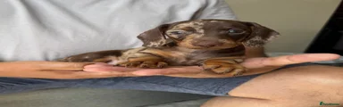 Dachshund 4