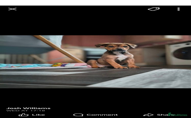 Mixed Breed dogs - Advert 13