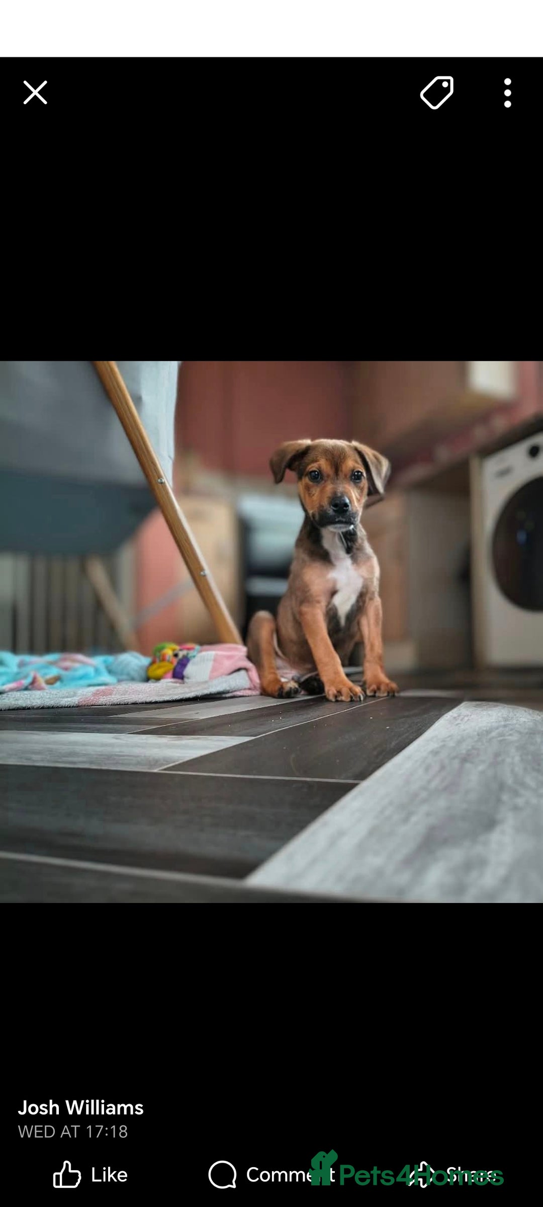 Mixed Breed dogs for sale: Rotty cross staffy  - Image 1