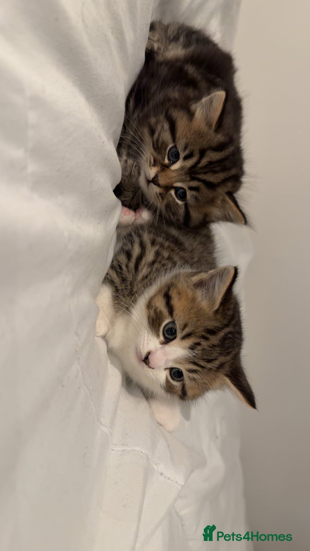 British Shorthair cats for sale: British short Hair  - Advert 2