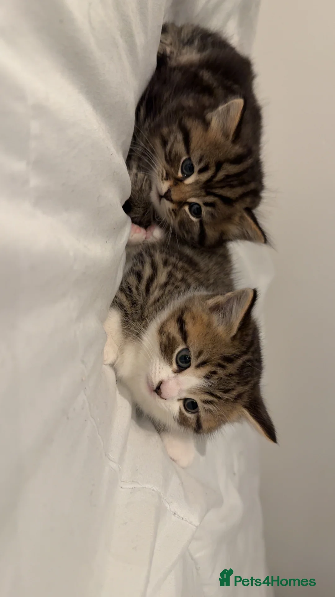 British Shorthair cats for sale: British short Hair  in London - Advert 2