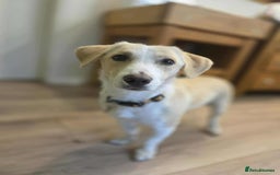 Mixed Breed dogs for adoption: PATTY - FOR ADOPTION  - Image 2