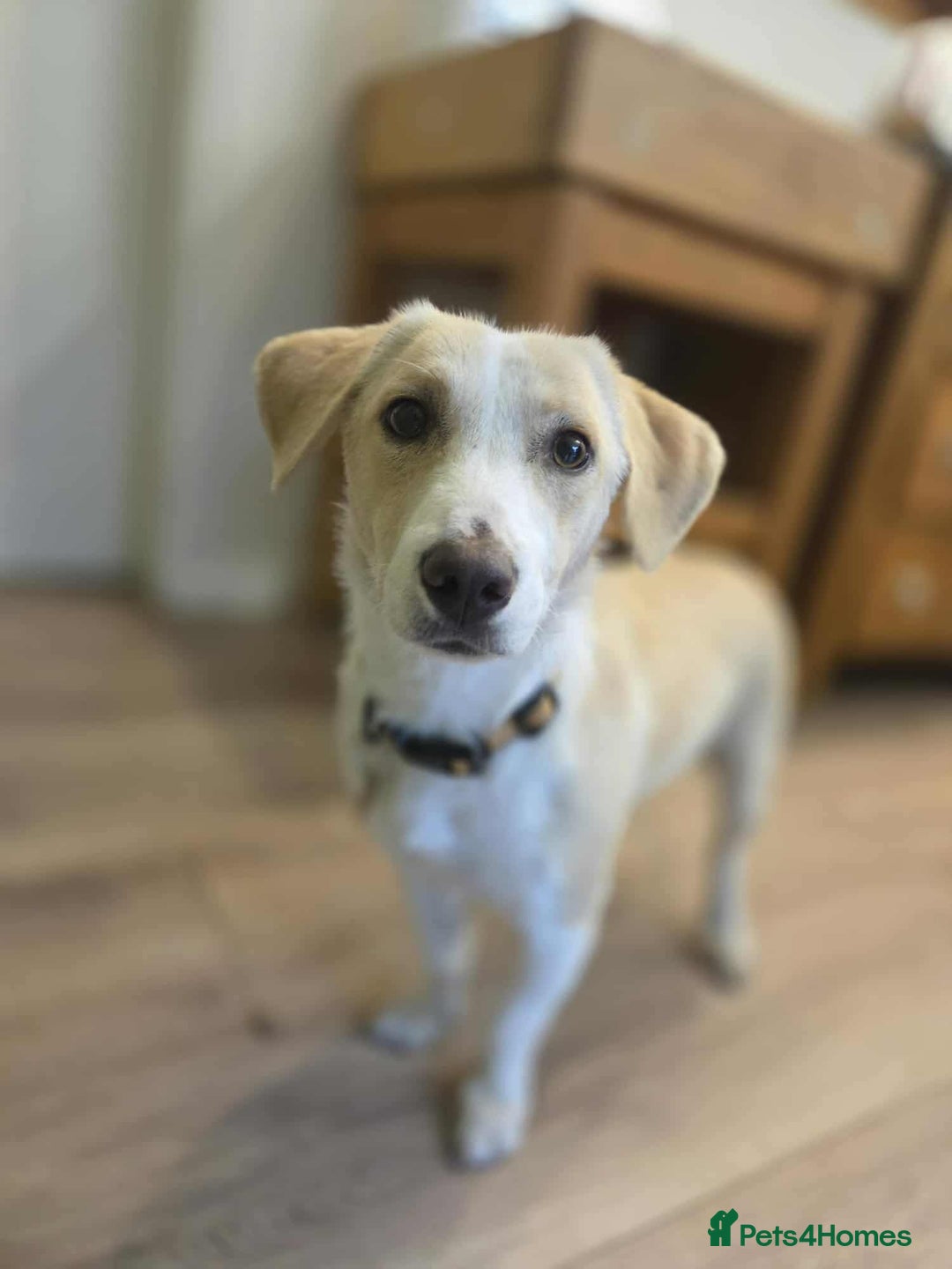 Mixed Breed dogs for adoption: PATTY - FOR ADOPTION  - Image 2