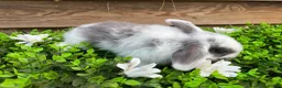Mini Lop rabbits for sale: Gorgeous pure Mini lops  - Advert 3