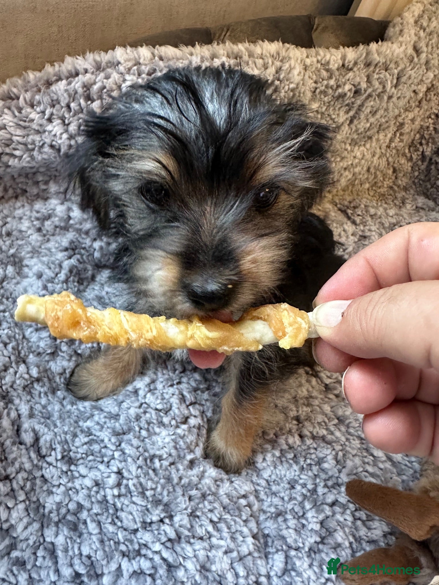 Yorkshire Terrier dogs Yorkshire terrier puppies for sale  - Advert 1