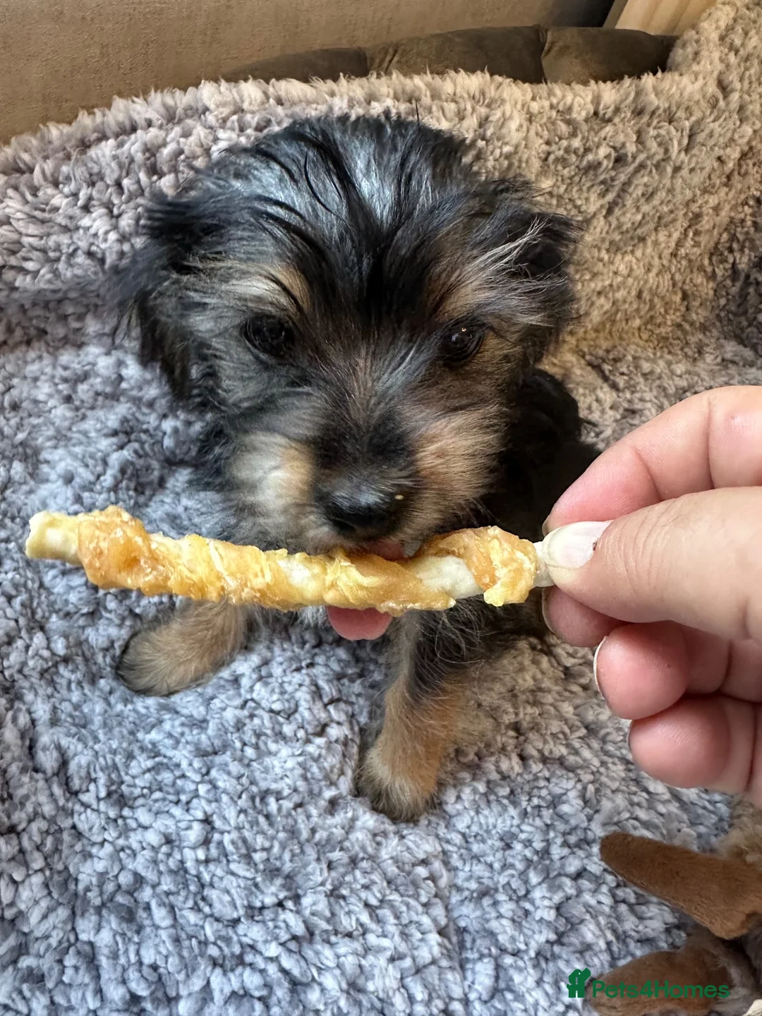 Yorkshire Terrier dogs for sale: Yorkshire terrier puppies for sale  - Advert 1
