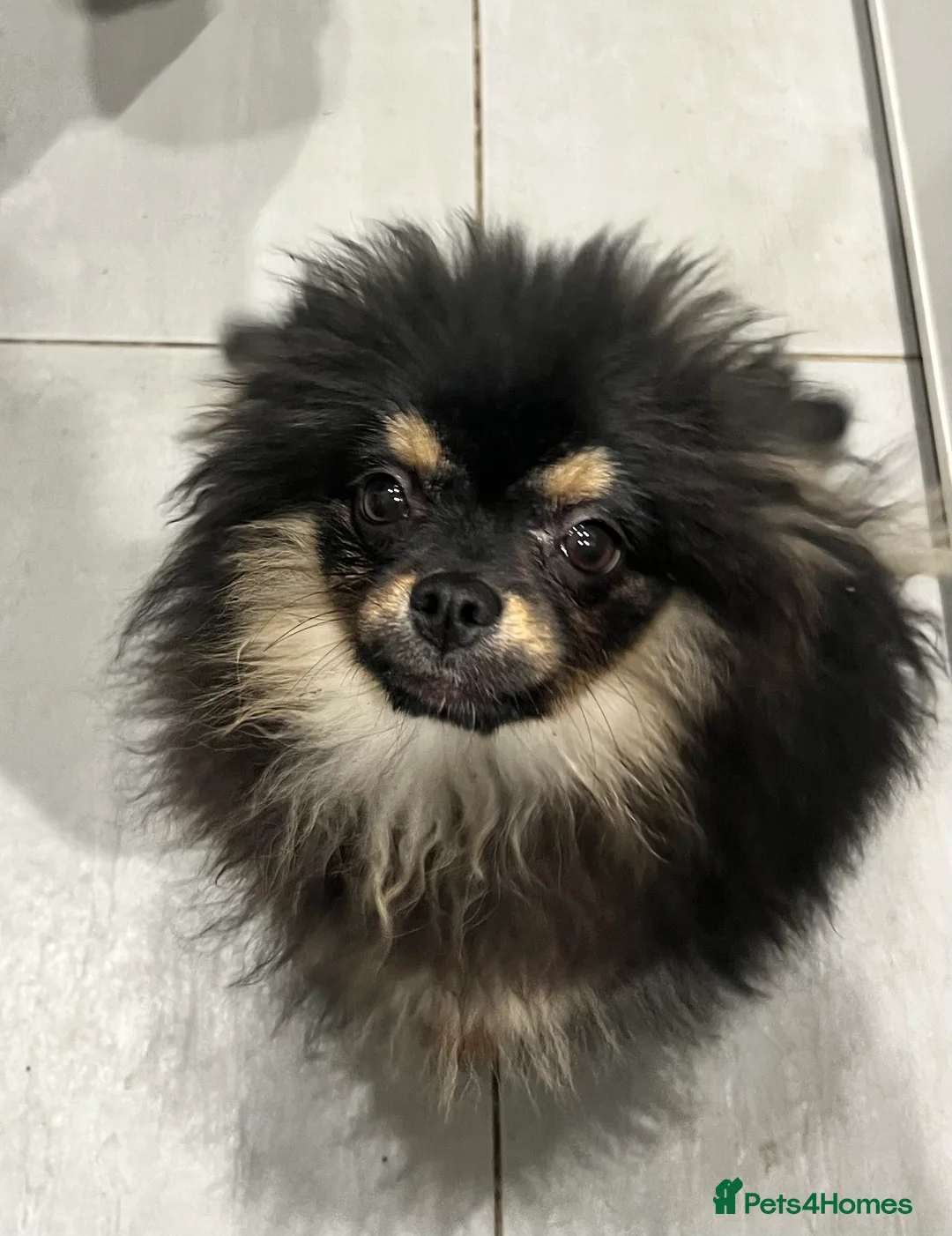 Pomeranian dogs for sale: Beautiful Pomeranian female  - Advert 2