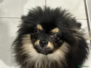 Pomeranian dogs Beautiful Pomeranian female - Advert 6