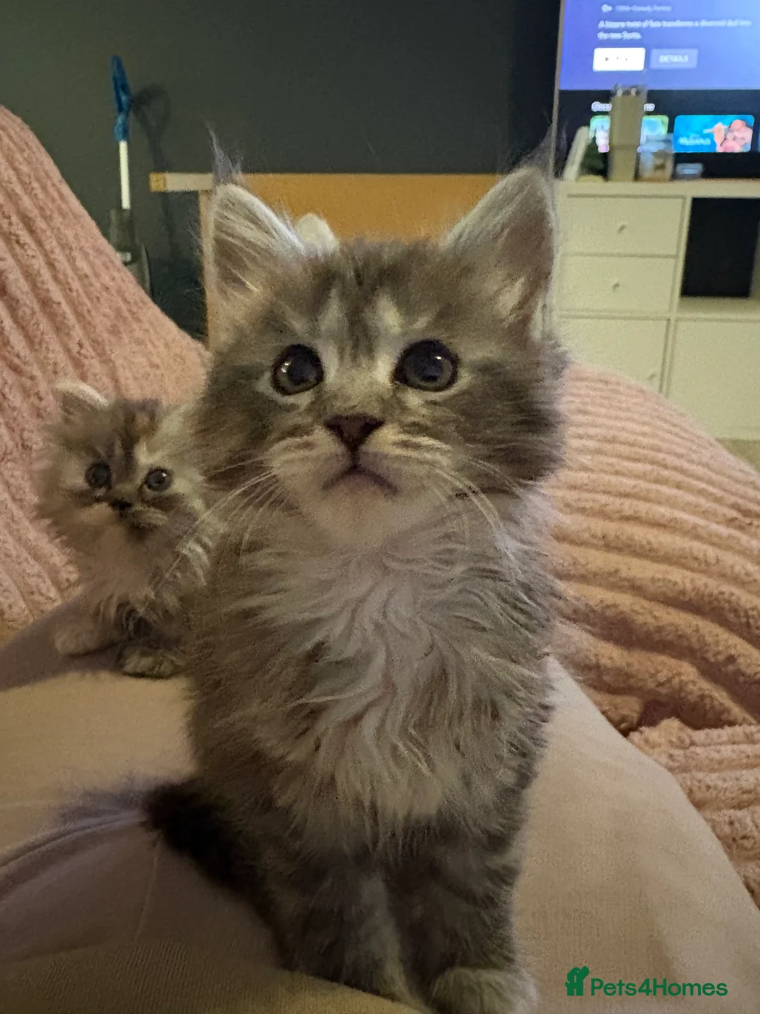 Maine Coon cats for sale: TICA registered Maine coon kittens - Advert 27