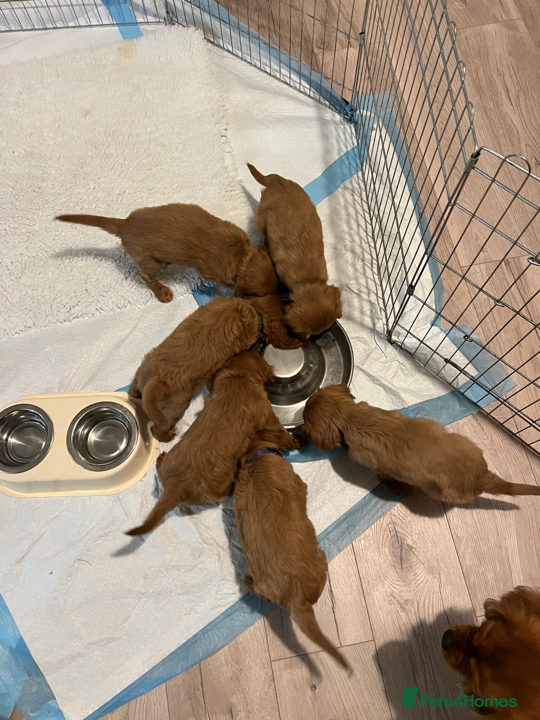 Cavalier King Charles Spaniel dogs for sale: Beautiful KC reg ruby puppies, home reared - Advert 13