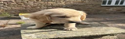 Golden Retriever dogs for sale: Puppies ready for loving forever homes - Advert 6