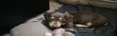Miniature Dachshund Puppy 2