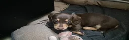 Miniature Dachshund dogs for sale: Miniature Dachshund Puppies - Advert 10