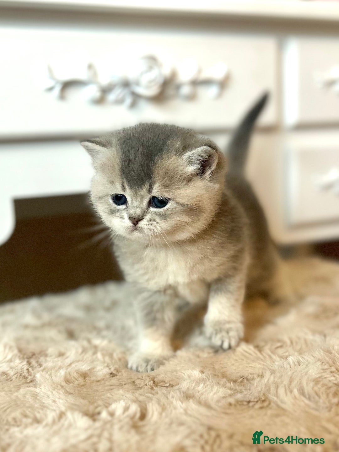 British Shorthair cats for sale: Stunning litter of 6 nuggets! - Advert 14