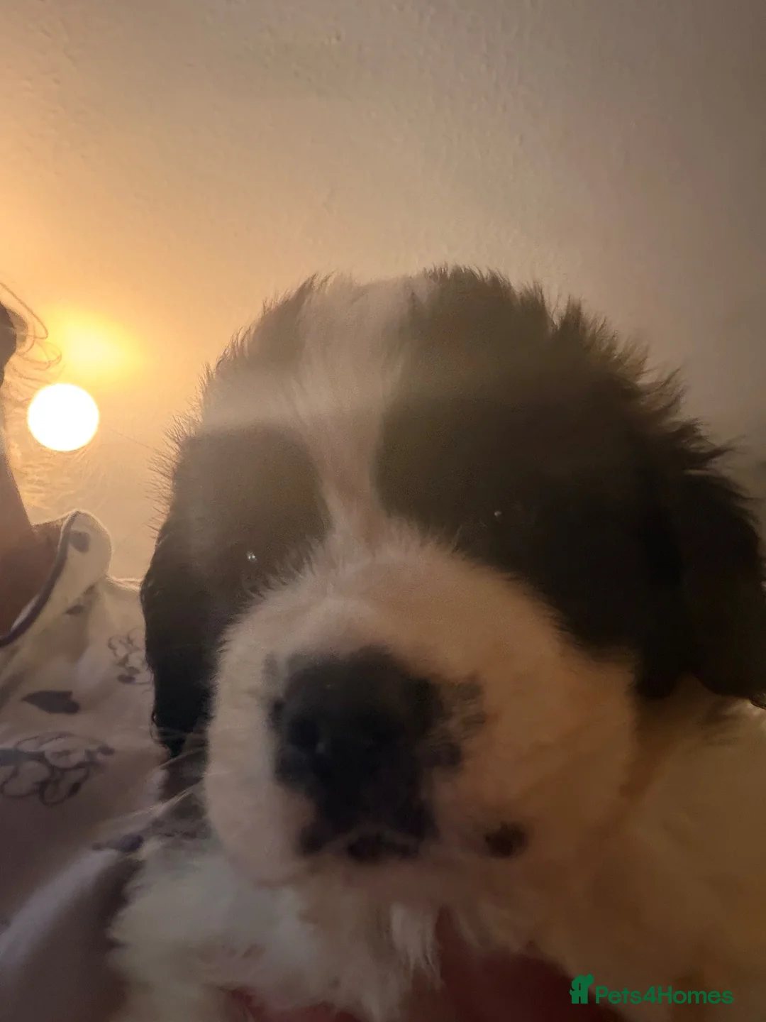 Saint Bernard dogs for sale: Saint Bernard  - Advert 2