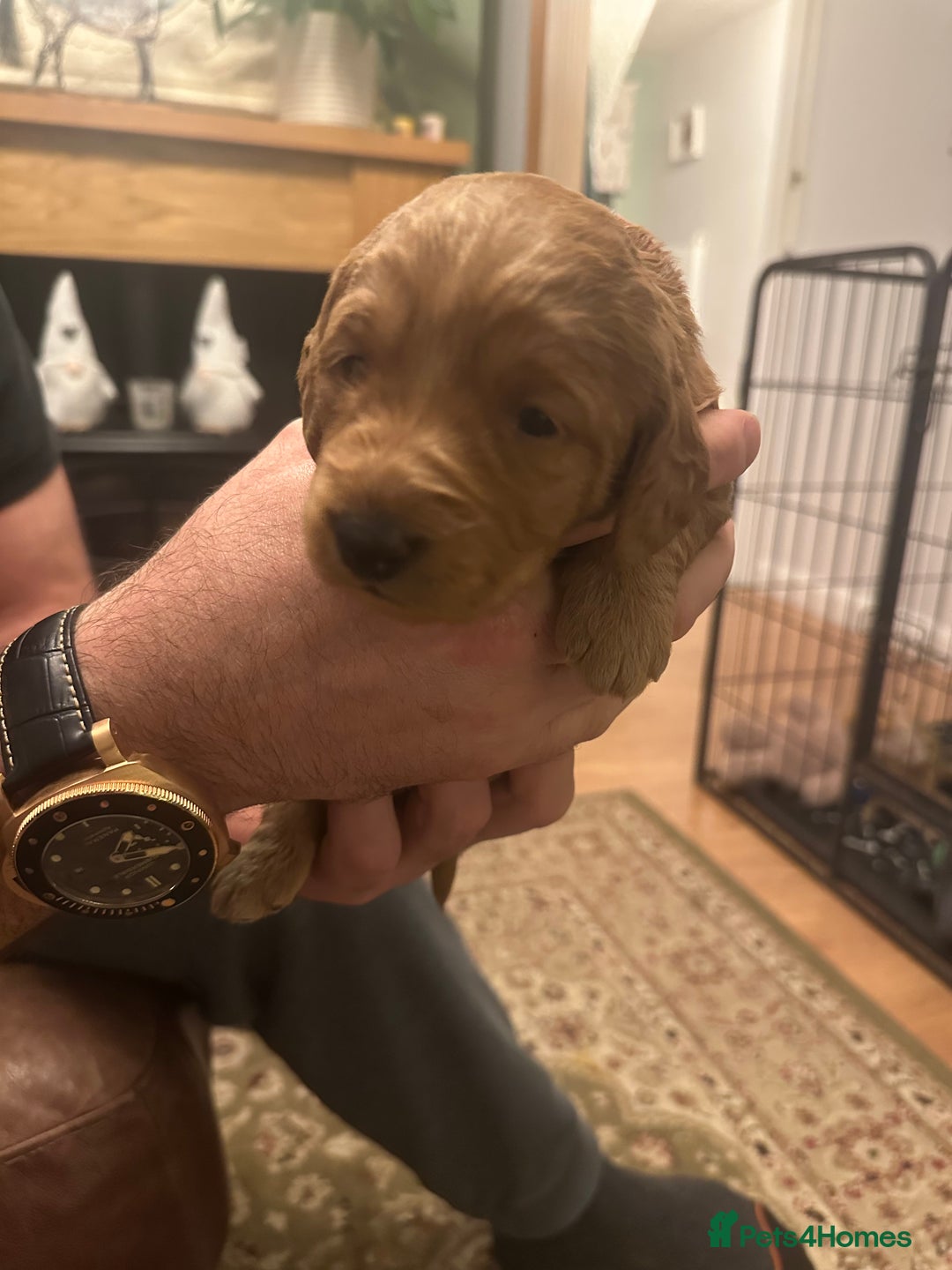 Labradoodle dogs for sale: Miniature F1 Labradoodles  - Advert 11