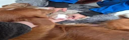 Nova Scotia Duck Tolling Retriever dogs for sale: Scalpsie Toller Puppies  - Advert 5