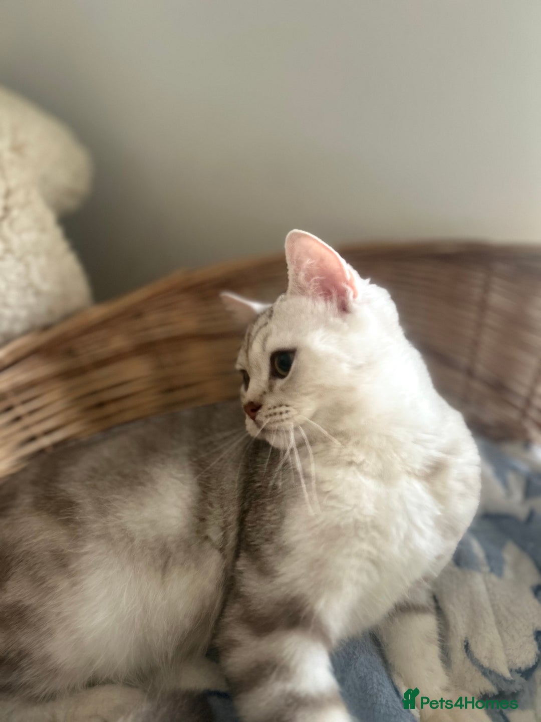 Scottish Fold cats for sale: Beautiful Marble tabby boy  - Image 11