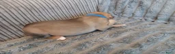 Mixed Breed dogs for sale: Lurcher pups - Advert 20
