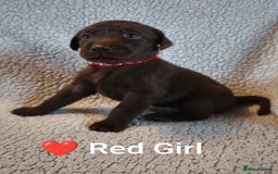 Labrador Retriever dogs for sale: Adorable Labrador Retriever Puppies  - Image 7