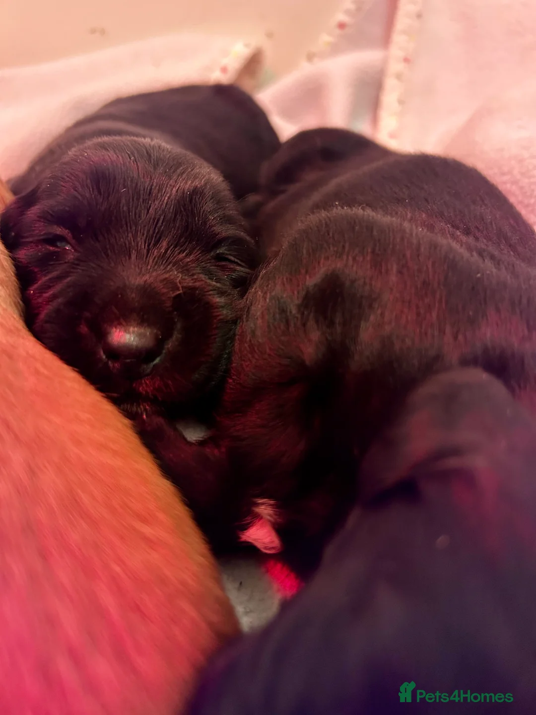 Cockerdor dogs for sale: Beautiful Cockerdors - Advert 6