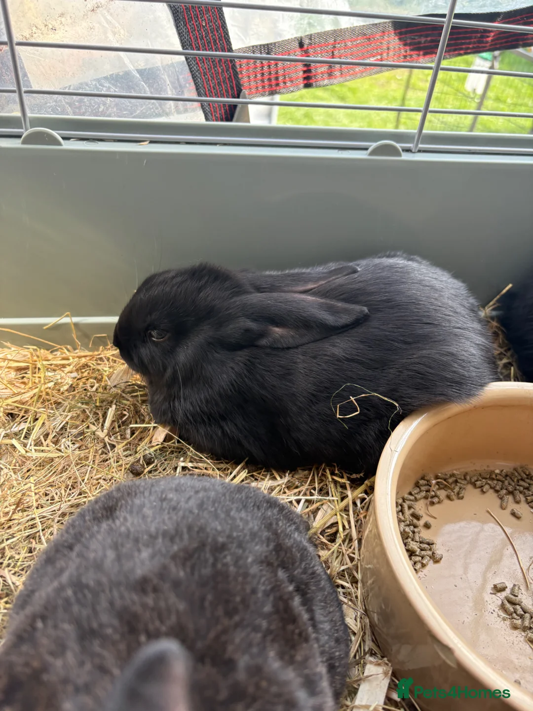 New Zealand rabbits for sale: New Zealand black buck  - Advert 2