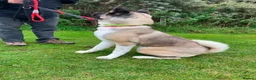 Akita dogs for adoption: Sapphire - Advert 5