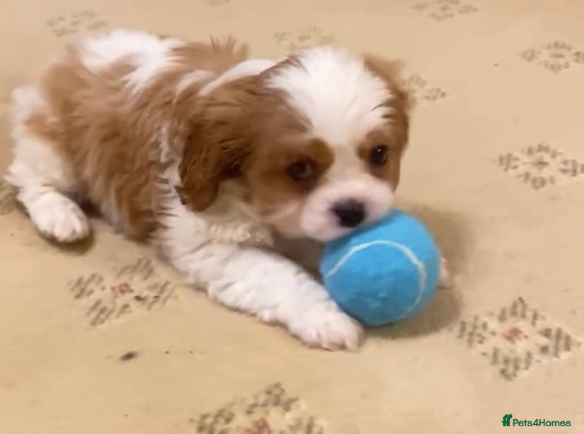 Cavalier King Charles Spaniel dogs Champion lines, heart/health tested, KC registered - Advert 5