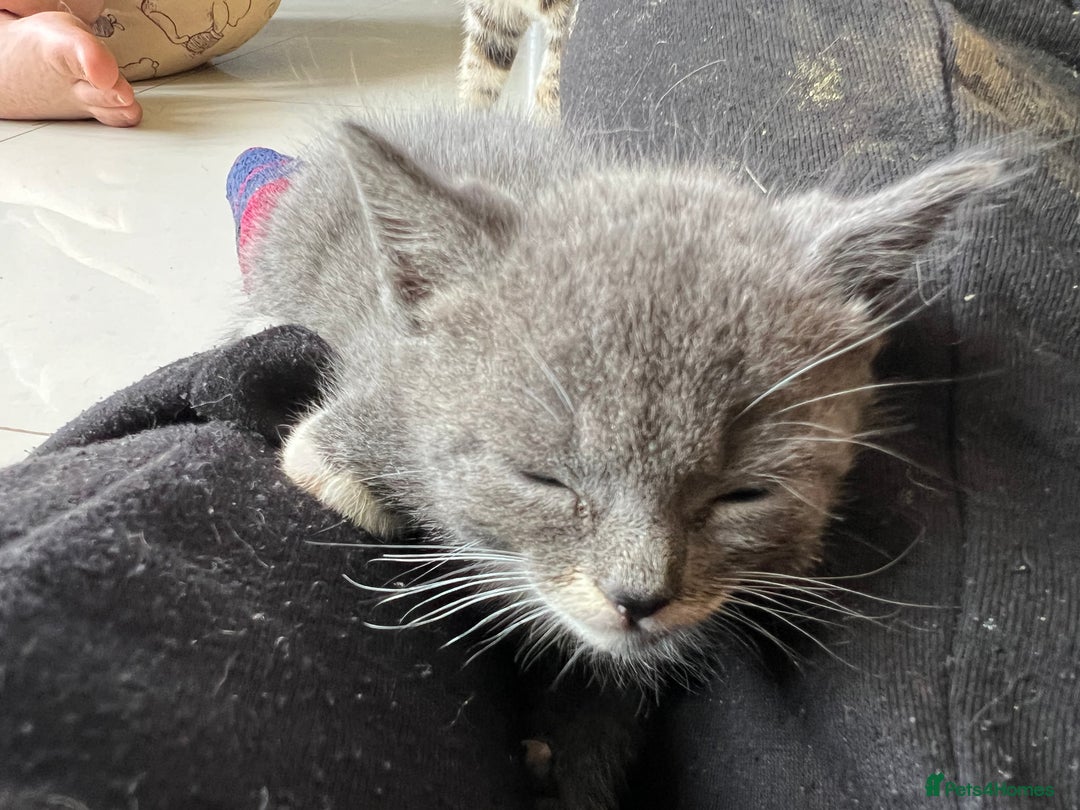 British Shorthair cats for sale: Stunning blue kittens  - Image 8