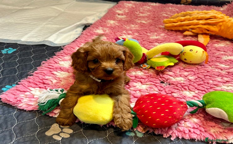 Cavapoo dogs - Advert 2
