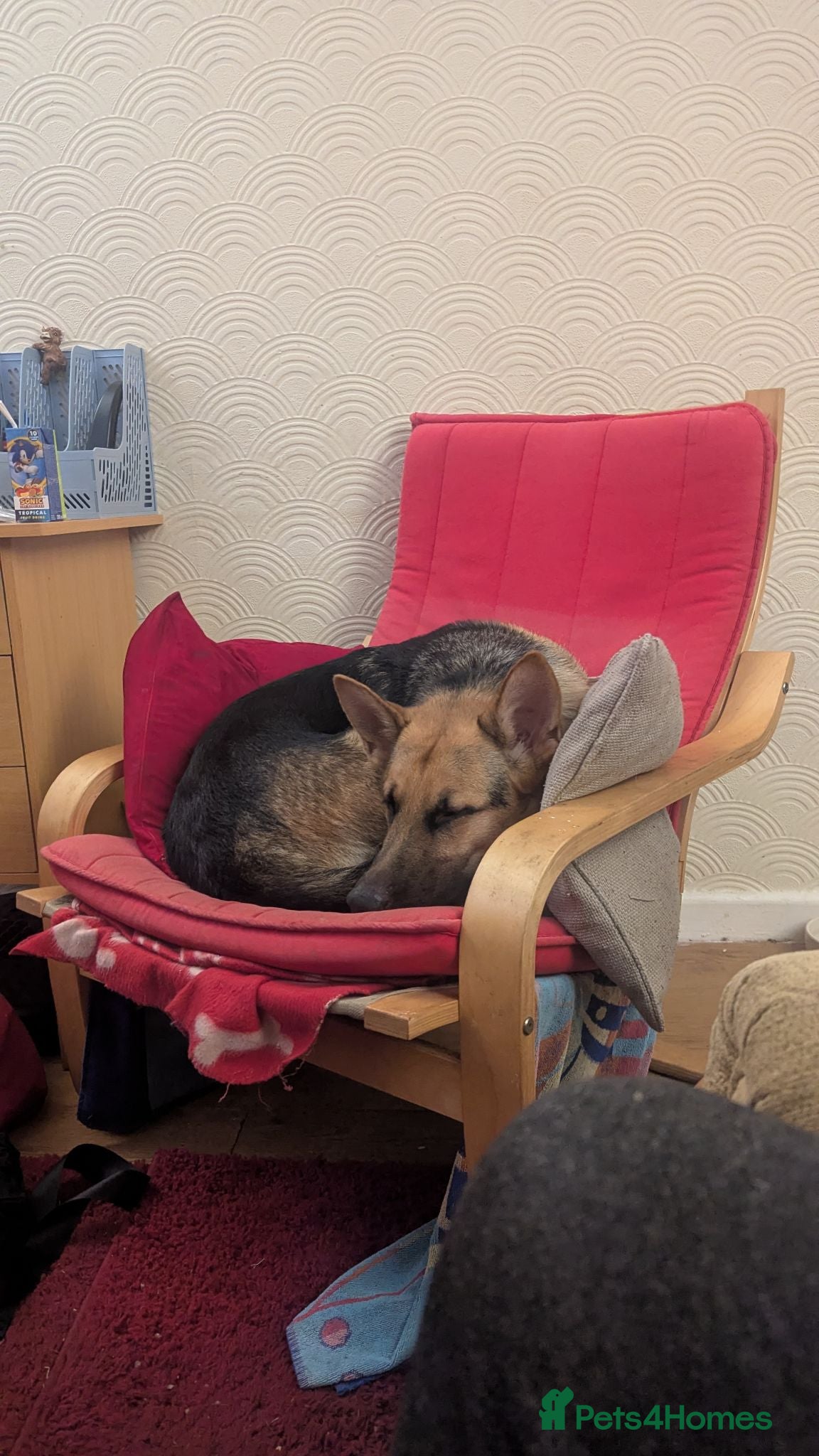 Mixed Breed dogs Belgian malinios x german shepherd  - Advert 10