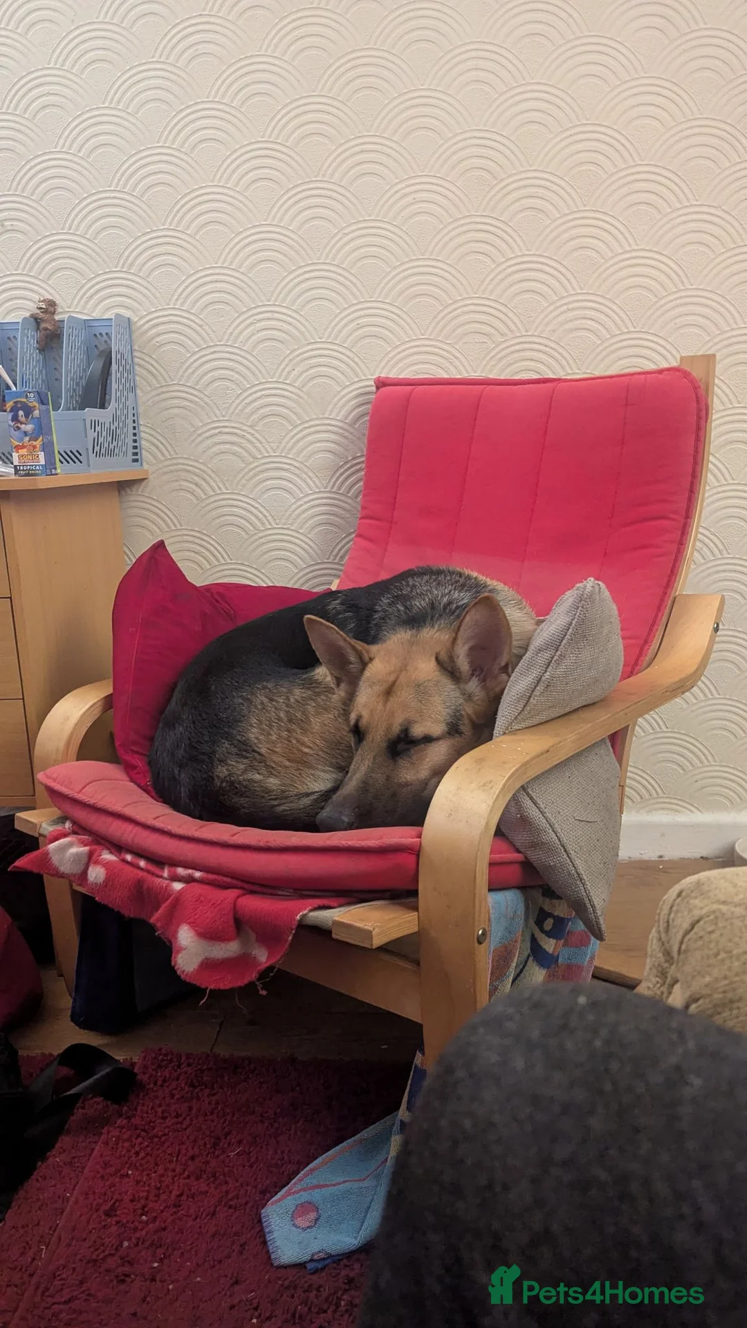 Mixed Breed dogs for sale: Belgian malinios x german shepherd  in Rotherham - Advert 1
