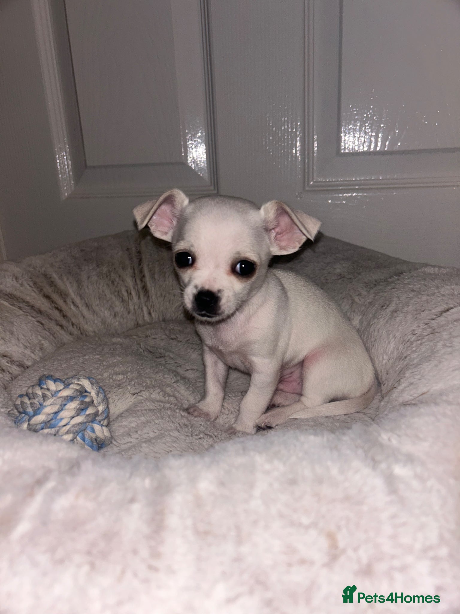 Chihuahua dogs for sale: Last Baby Boy Chihuahua  in Manchester - Advert 6