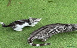 Mixed Breed cats for sale: Adorable Bengal Cross Kittens!! - Image 7
