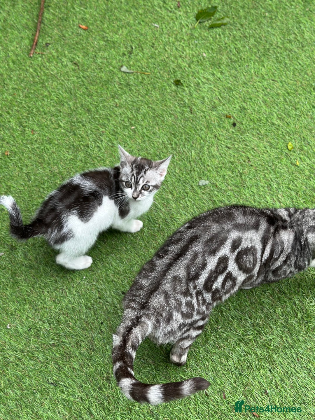 Mixed Breed cats for sale: Adorable Bengal Cross Kittens!! - Image 7