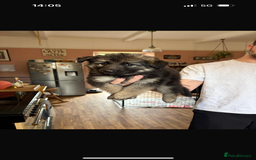 German Shepherd dogs for sale: 8 beautiful long haired German shepherd puppies  - Image 34