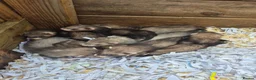 Ferret rodents for sale: Ferret kits  for sale  - Advert 7