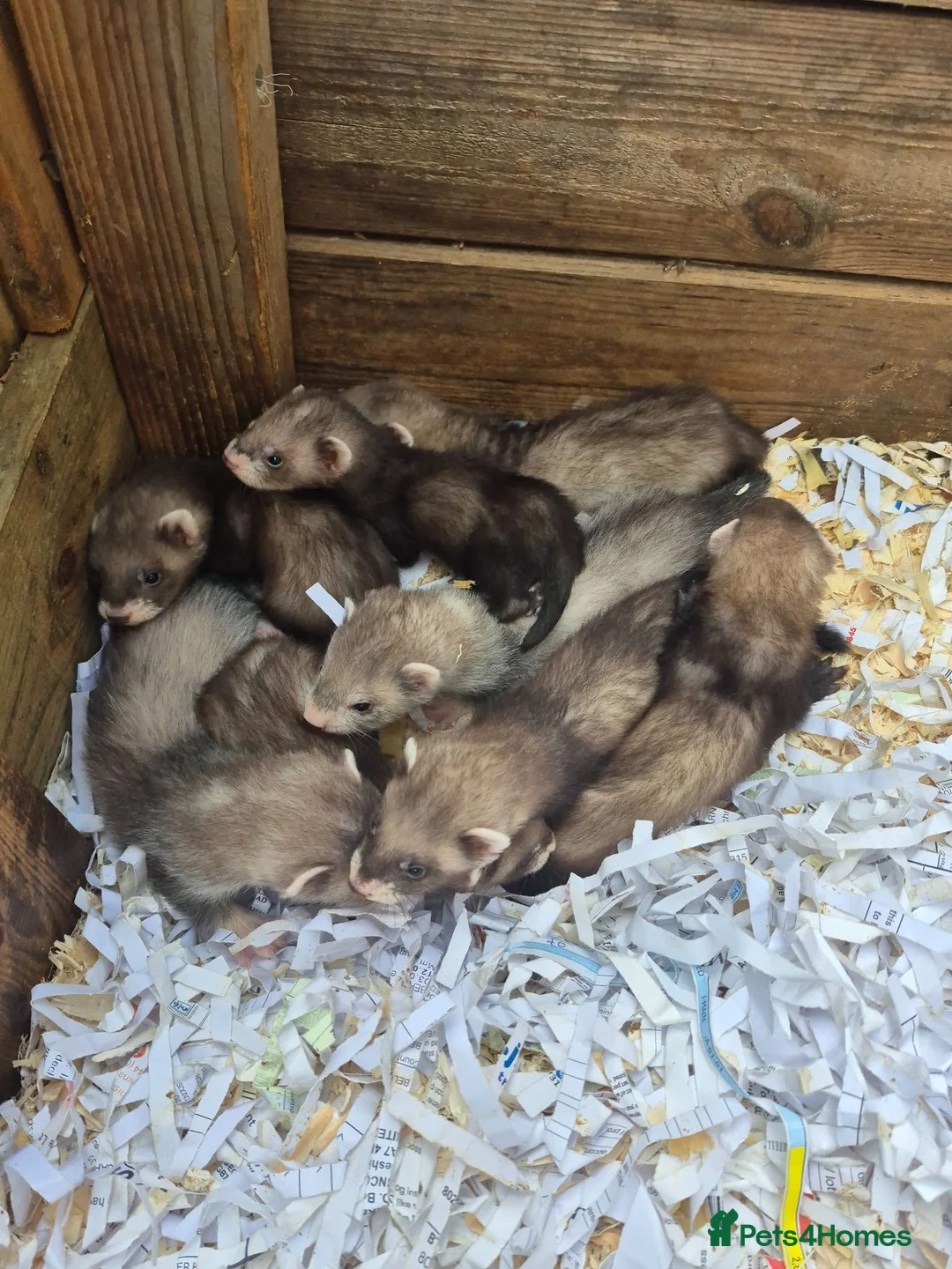 Ferret rodents for sale: Ferret kits  for sale  - Advert 7
