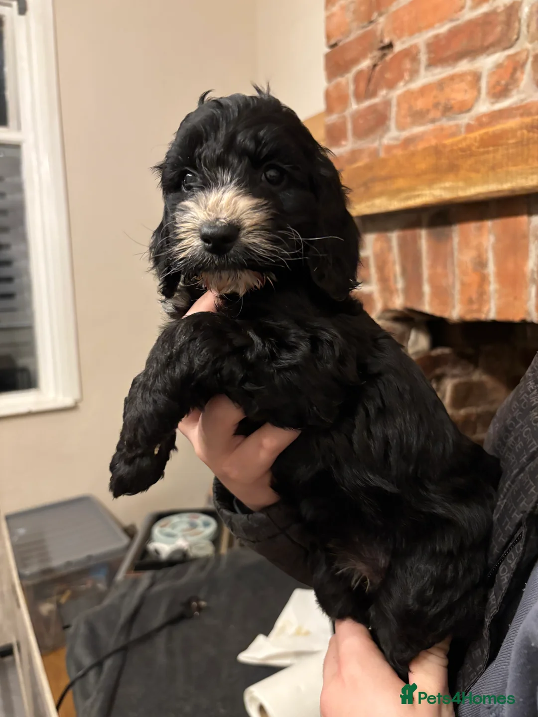 Cockapoo dogs for sale: Black girl f1 cockapoo  - Advert 1