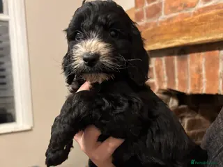 Cockapoo dogs Gorgeous F1 Cockapoos - Advert 16