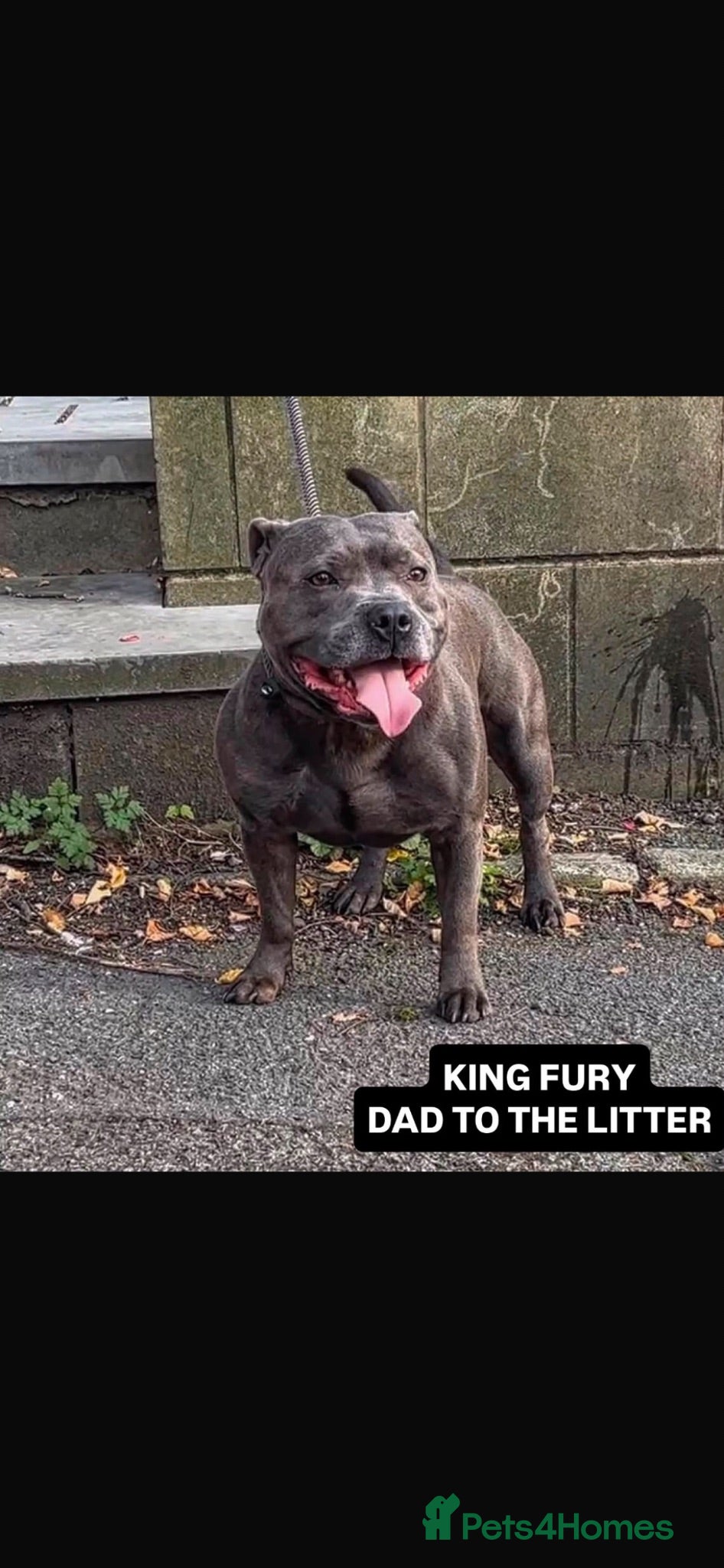 Staffordshire Bull Terrier dogs KC REG BLUE KING FURY PUPS - Advert 1