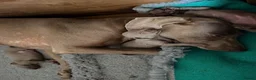 Weimaraner dogs for sale: Beautiful KC reg Weimaraner’s forever homes req - Advert 5