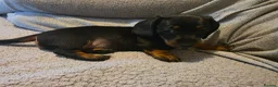 Dachshund dogs for sale: 1 female left beautiful Dachshund  - Advert 4