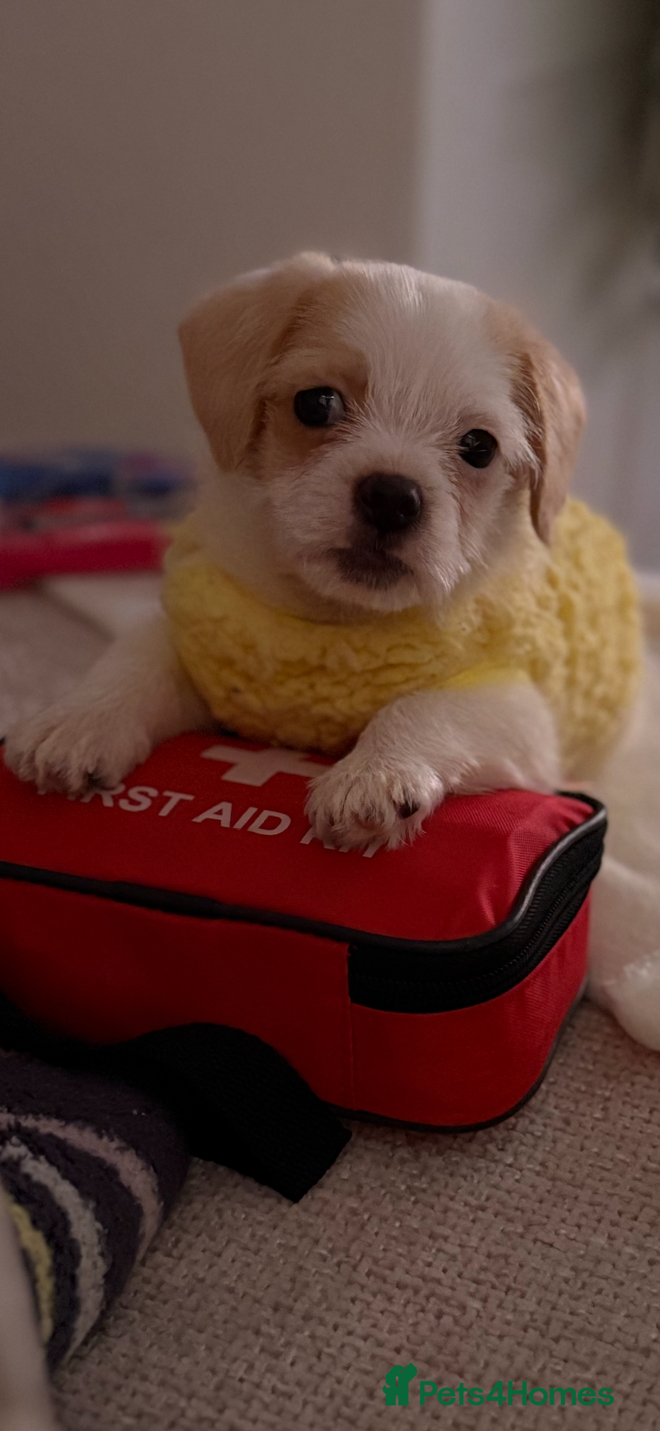 Chipoo dogs Chipoo female puppy,  - Advert 1