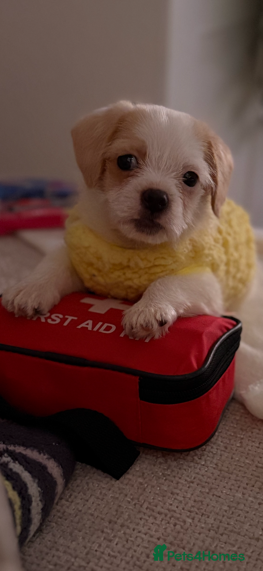 Chipoo dogs for sale: Chipoo female puppy,  - Advert 1