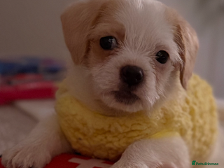 Chipoo dogs Chipoo female puppy, - Advert 1