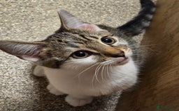 Domestic Shorthair cats for sale: Kittens for sale - Image 1